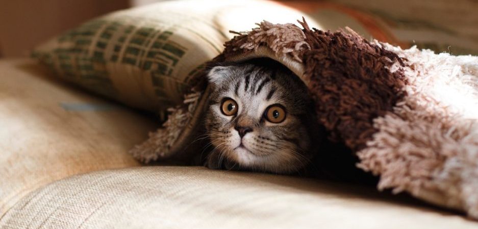 Katt under teppe