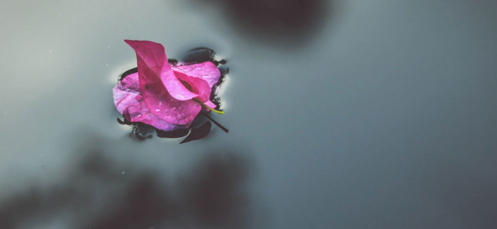 Blomst som flyter på vannet. Illustrasjonsfoto til Ukas dikt fra samlingen "Når jeg drikker"