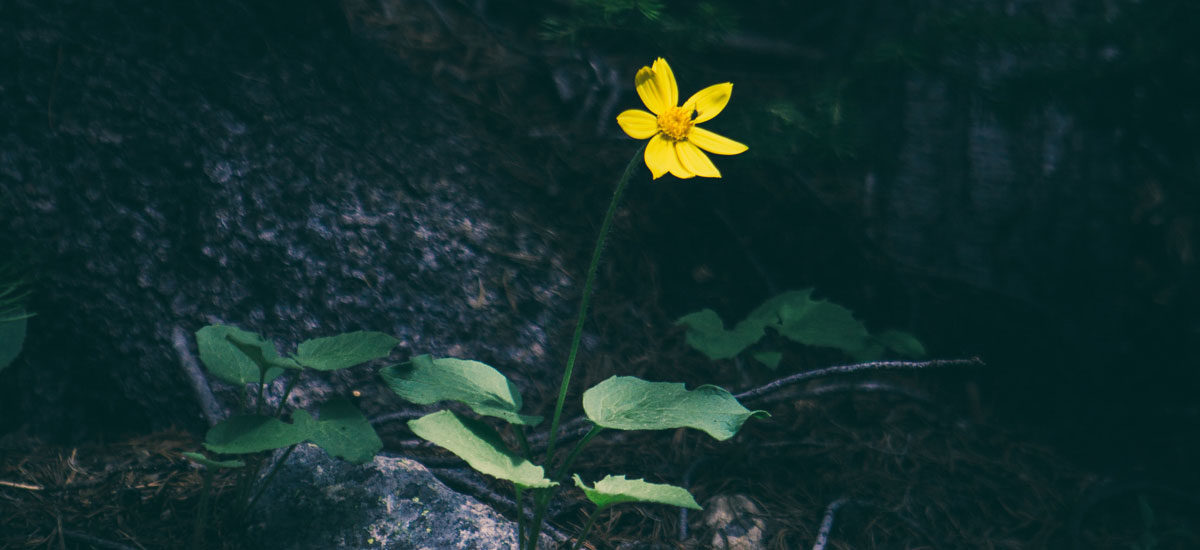 Gul blomst som lyser opp i en mørk skog