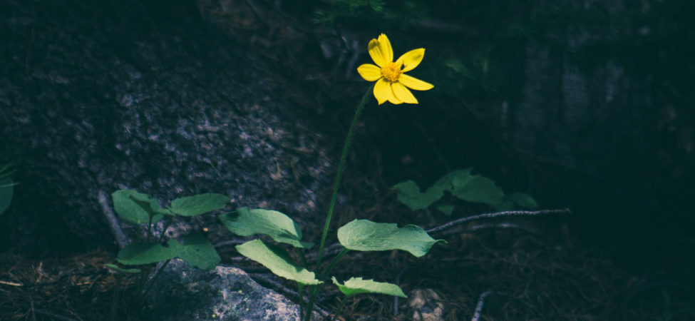 Gul blomst som lyser opp i en mørk skog