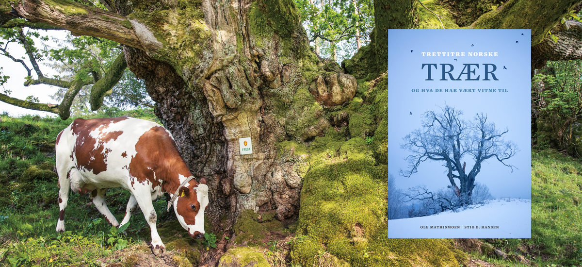 Fotografi av tre og ku med omslag til Trettitre norske trær