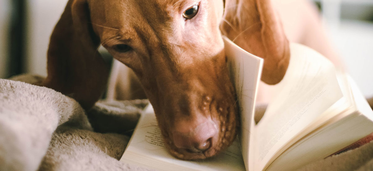 Hund blar i bok med snuten