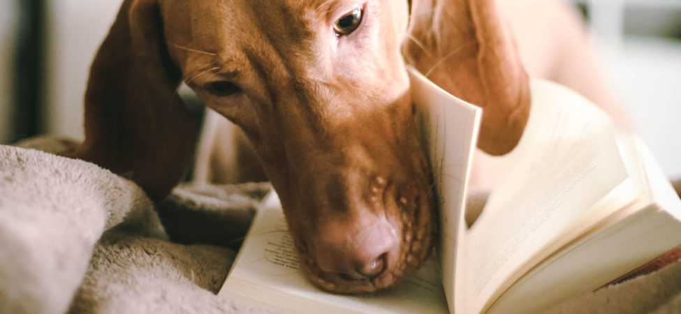 Hund blar i bok med snuten