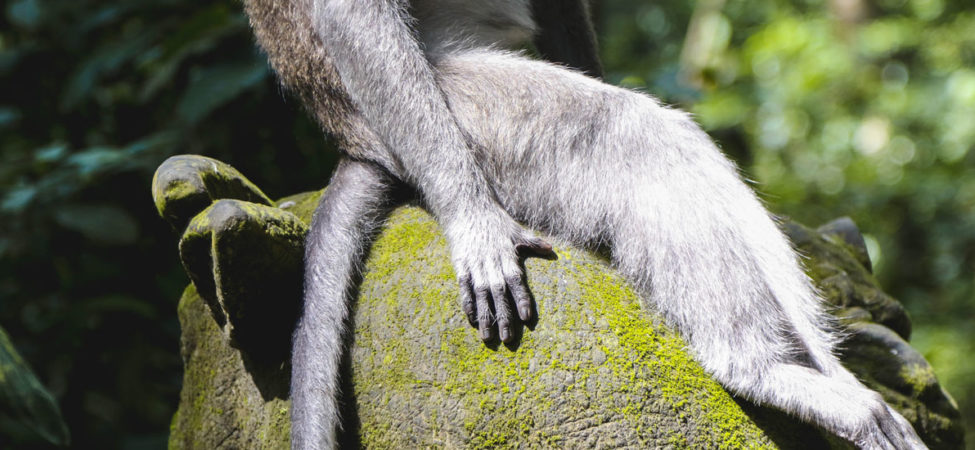 Ape sitter på en stein