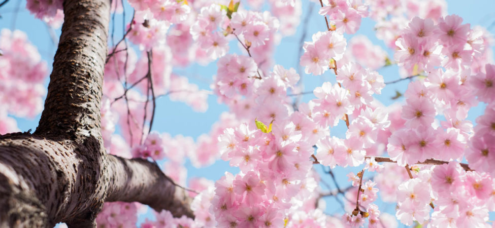 Foto av kirsebærtre i full blomstring, ser opp igjennom blomstene mot blå himmel