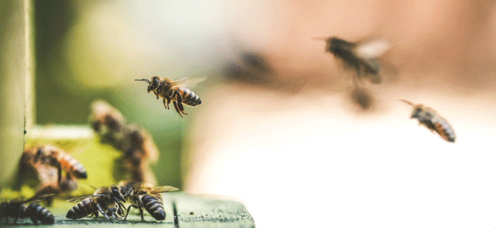 Nærbilde av bier