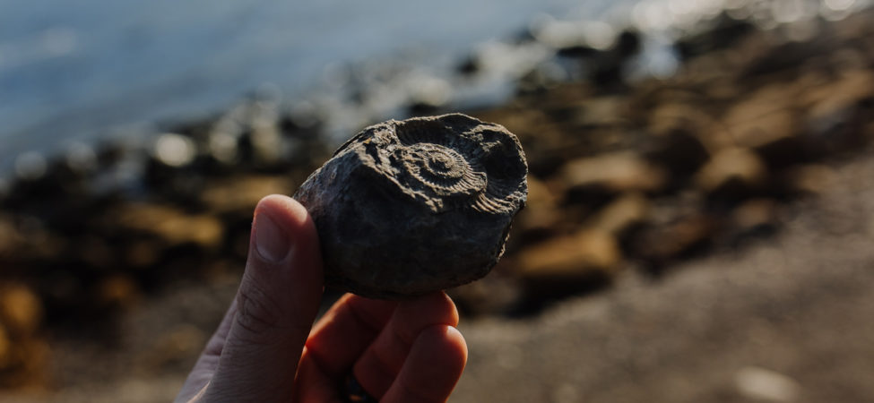 Fossil på strand