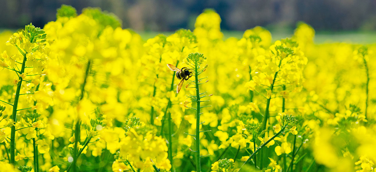 fotografi av bie på gule blomster