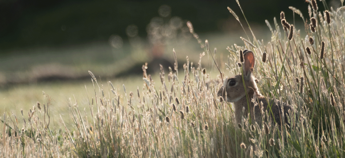 Foto av hare i en eng