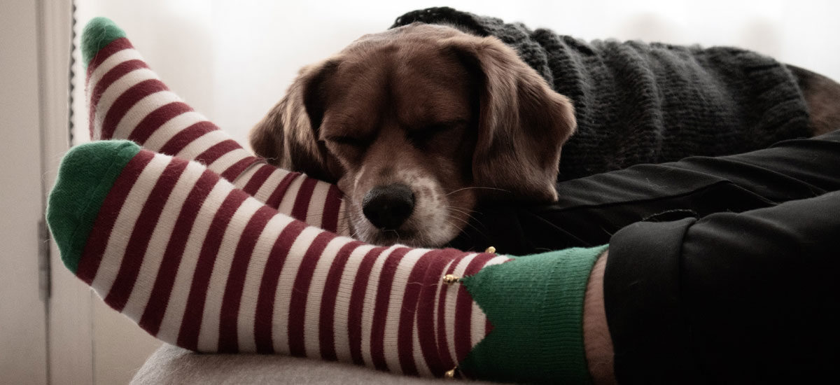 Foto av en hund som hviler hodet på føtter kledd i julesokker
