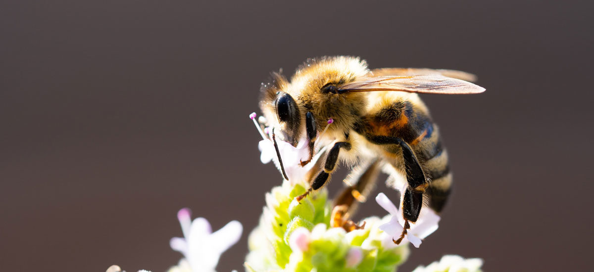 Nærfoto av en bie på en blomst