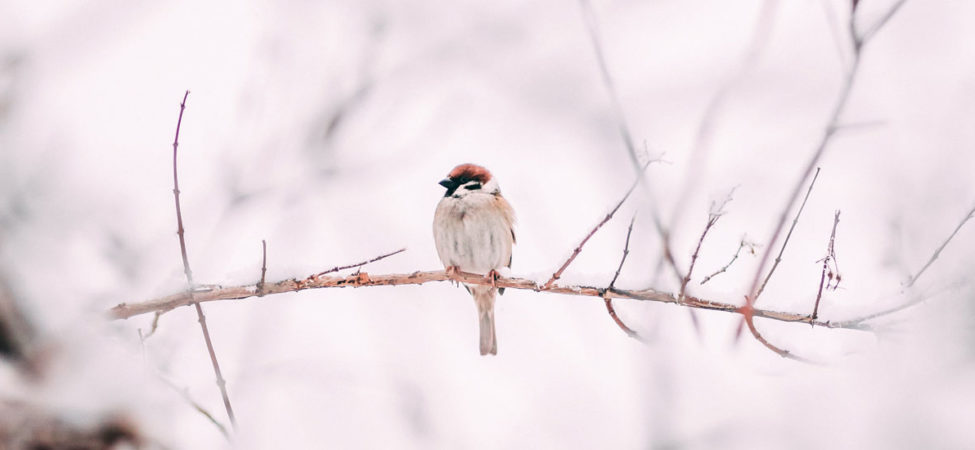 Foto av en fugl på en grein i vinterlandskap