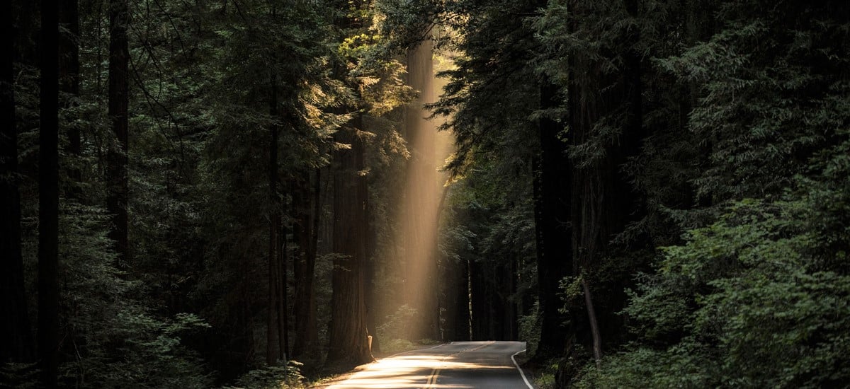 Foto av lysstråle som slipper igjennom en tett skog