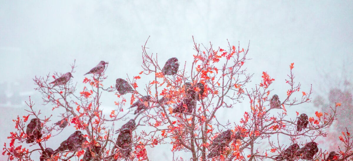 Foto av fugler i et tre om vinteren