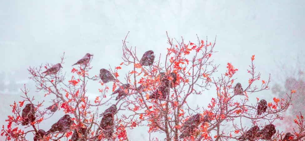 Foto av fugler i et tre om vinteren