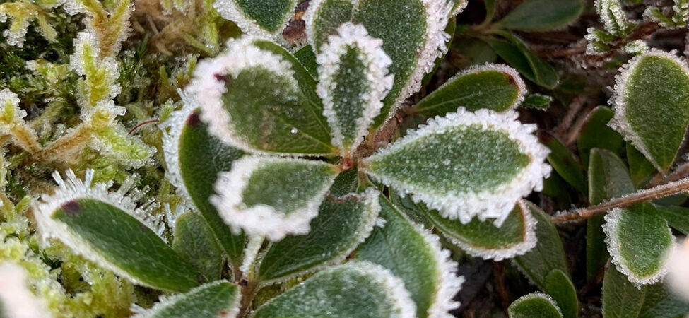 Foto av tyttebærlyng i frost