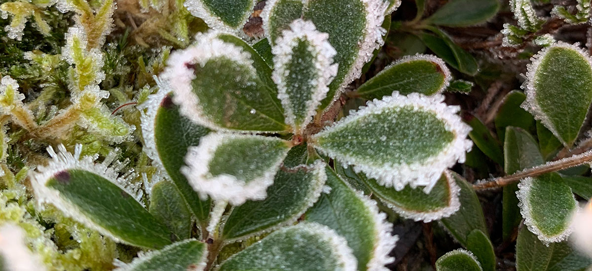 Foto av tyttebærlyng i frost