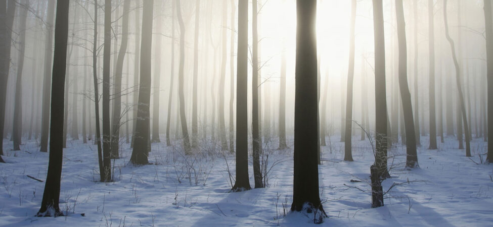 Foto av skog i snø
