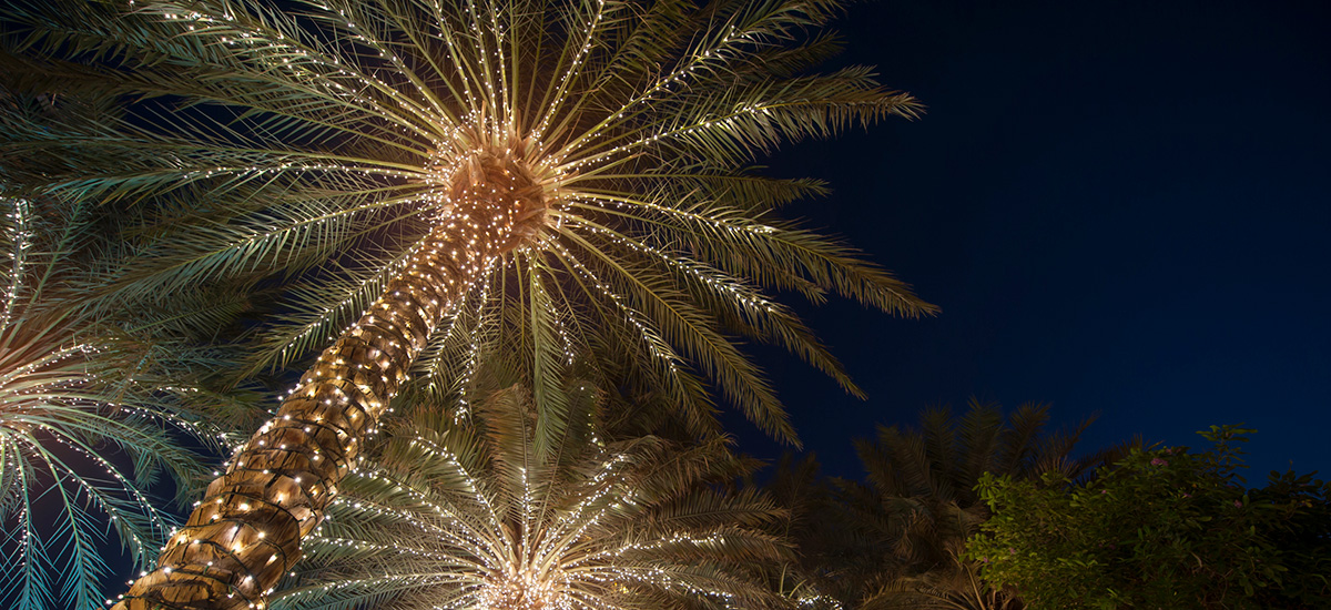 Foto av julepyntede palmetrær
