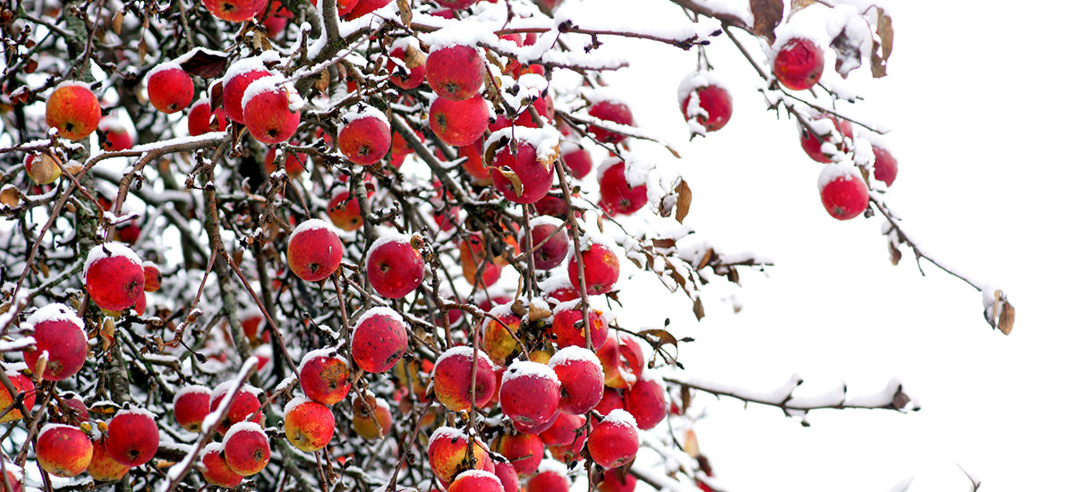 Foto av røde epler på snødekt tre